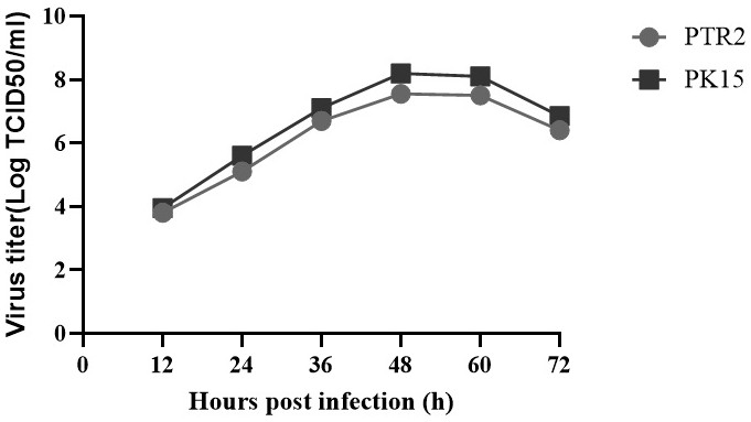 Infection identification of pig trophoblast line used for pseudorabies virus replication