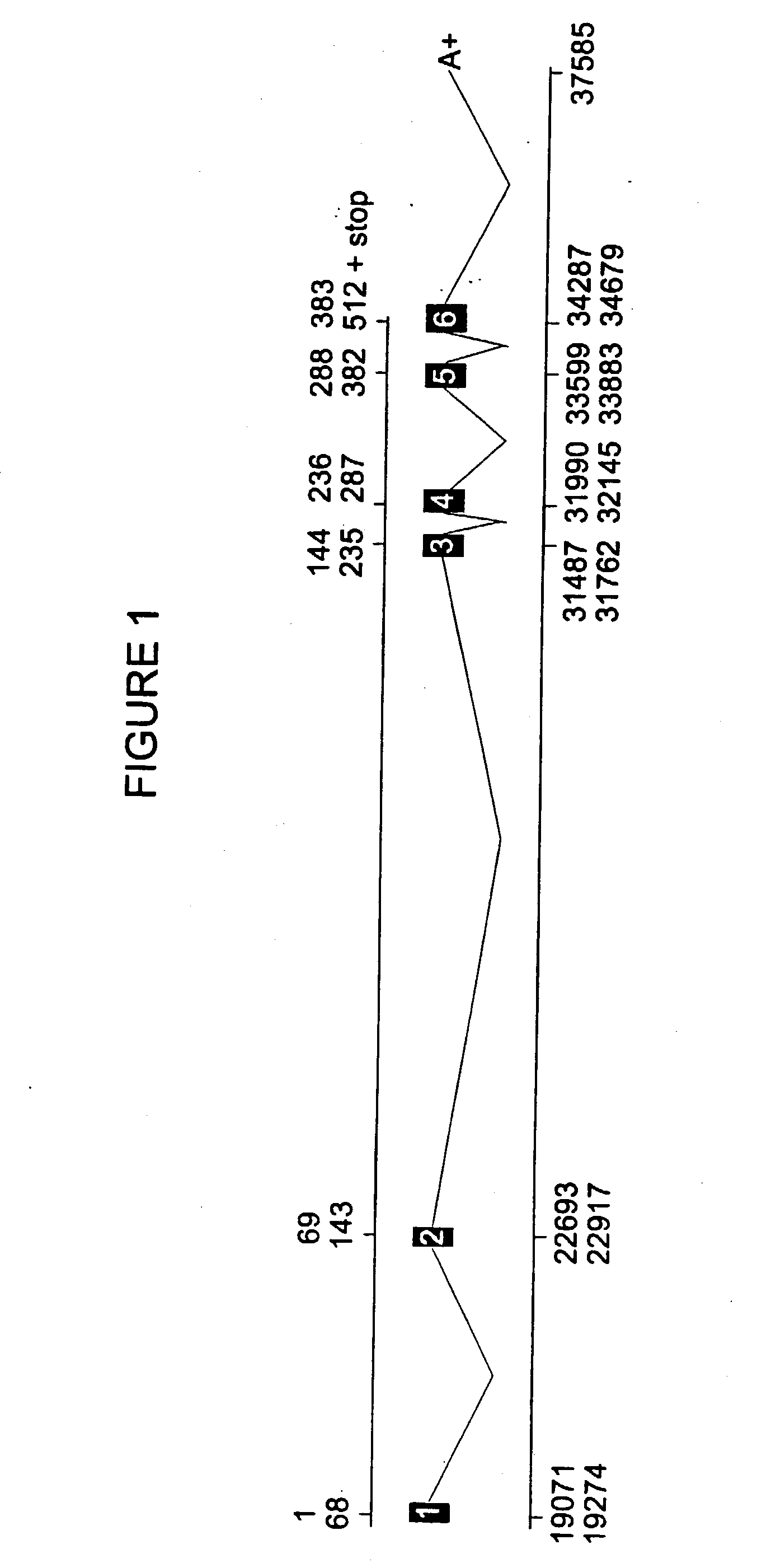 Cytochrome p450ra1-2 and related proteins