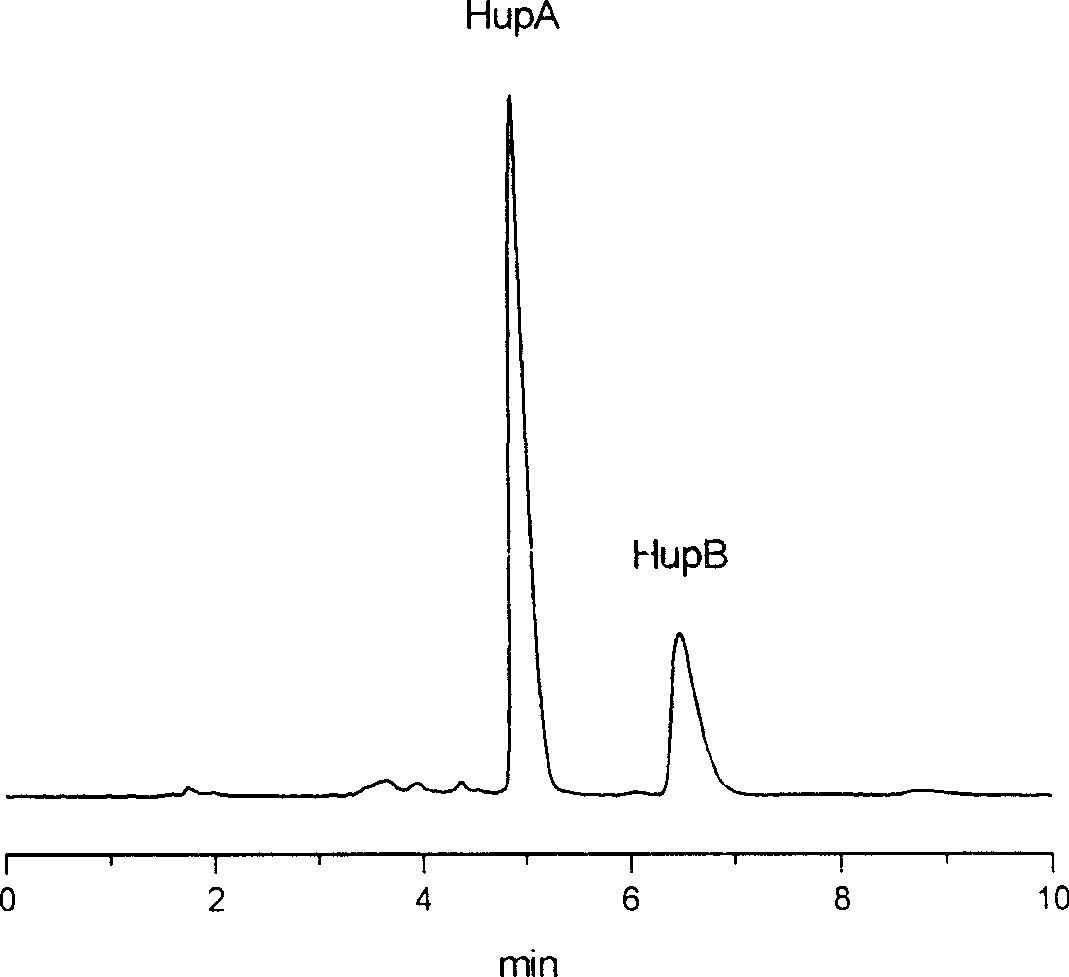 Method for analyzing and separating preparation of Huperzine A and Huperzine B