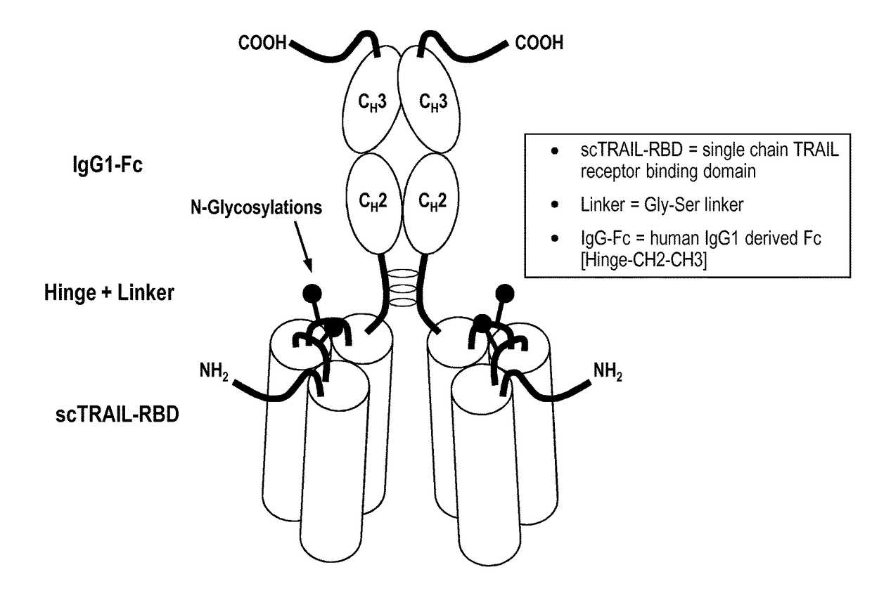 Single-chain trail-receptor agonist proteins