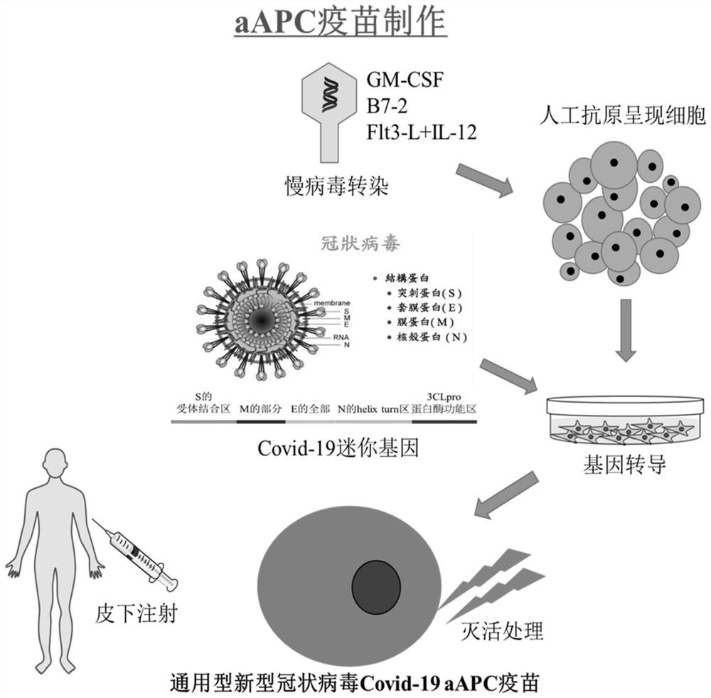 A kind of universal novel coronavirus vaccine and preparation method thereof