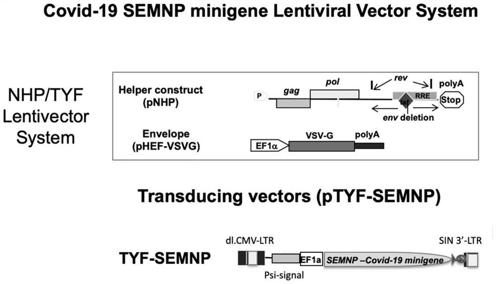 A kind of universal novel coronavirus vaccine and preparation method thereof