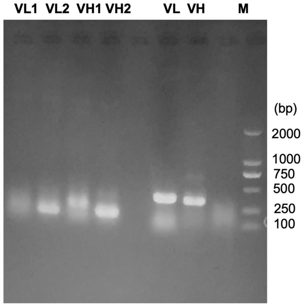 Phage display antibody library and monoclonal antibody against new coronavirus sars-cov-2 obtained based on its panning