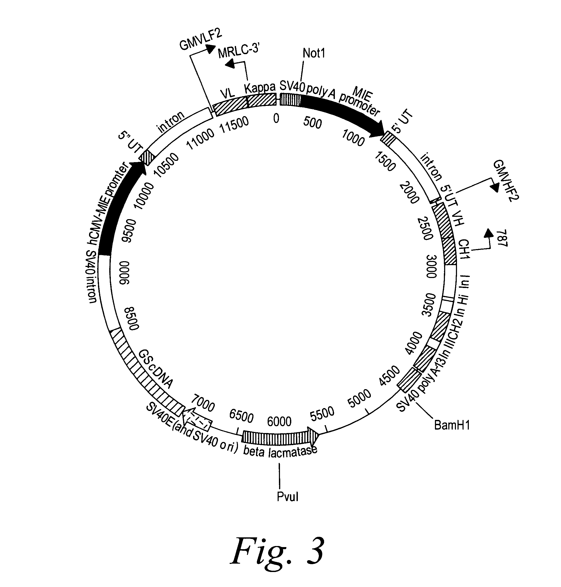 Human monoclonal antibodies against CD20