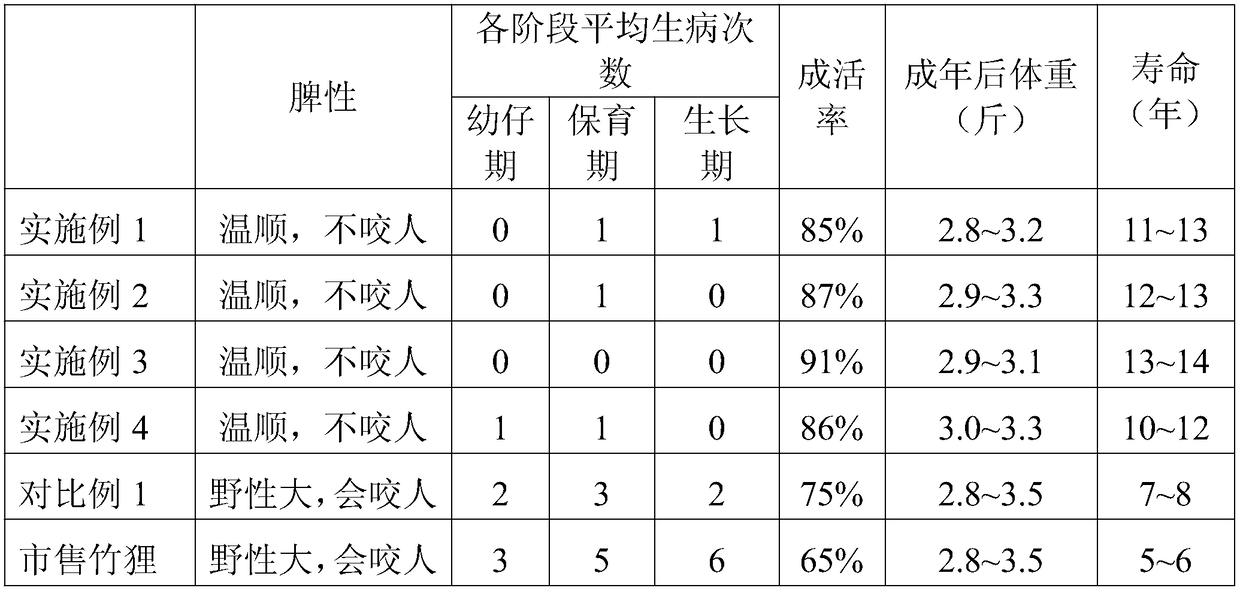 Raising method for culturing pet bamboo rats