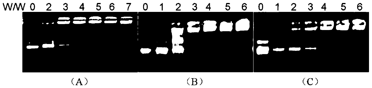 Poly-valerolactone type amphiphilic polymer based on tetraphenyl ethylene as well as preparation method and application of poly-valerolactone type amphiphilic polymer