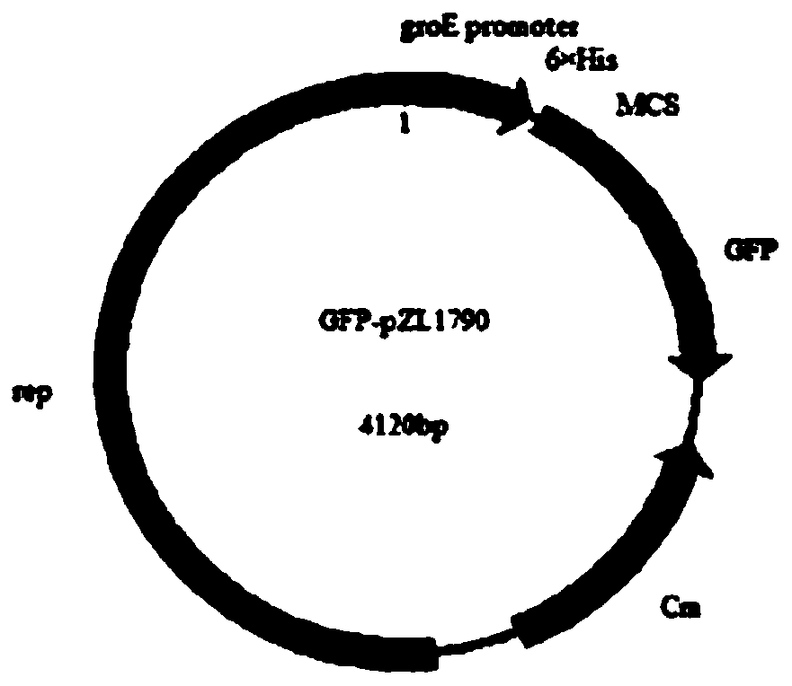 Rough Brucella for recombinant chlamydia psittaci outer membrane protein MOMP gene and vaccine production method thereof