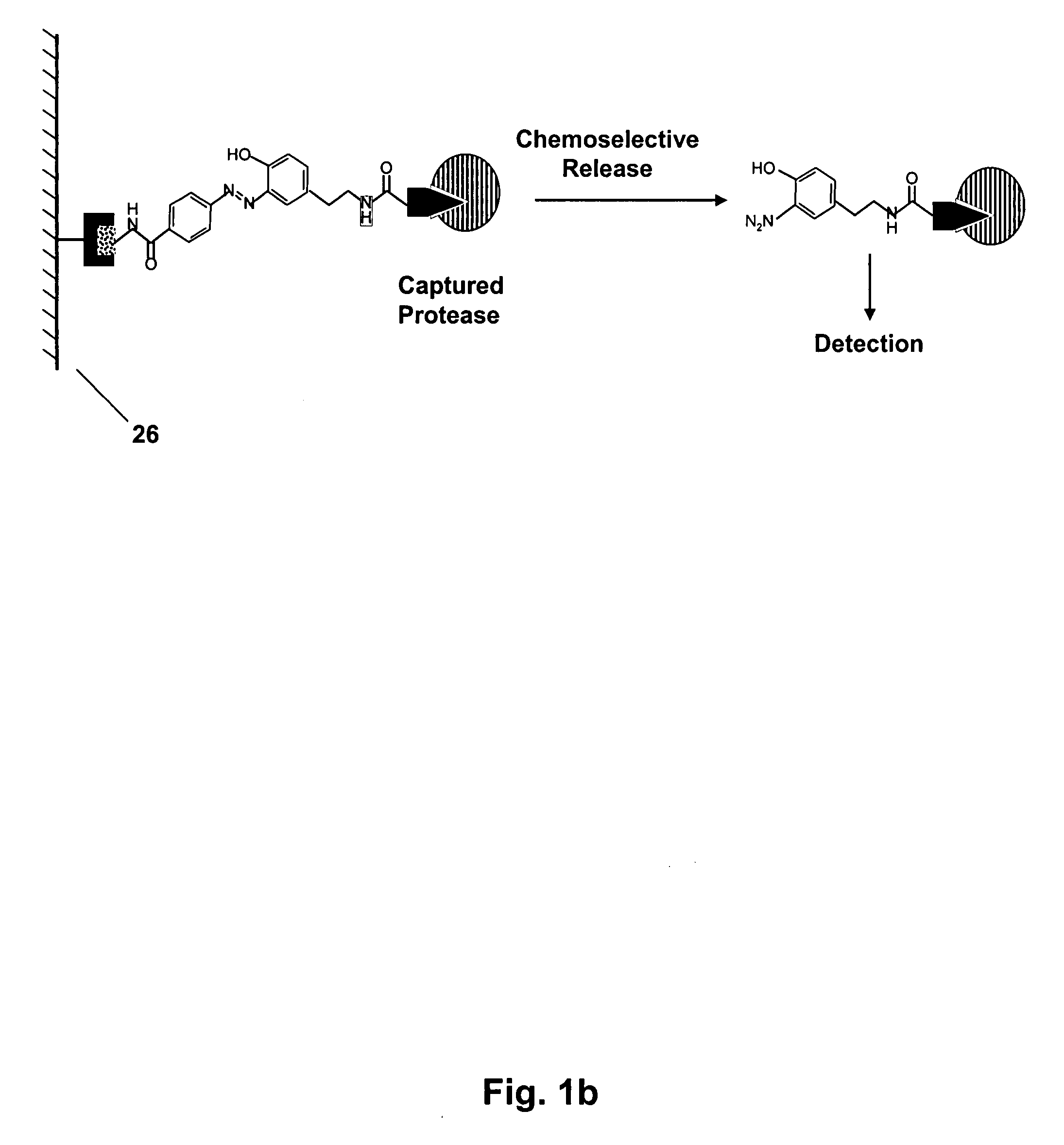 Mild Chemically Cleavable Linker System