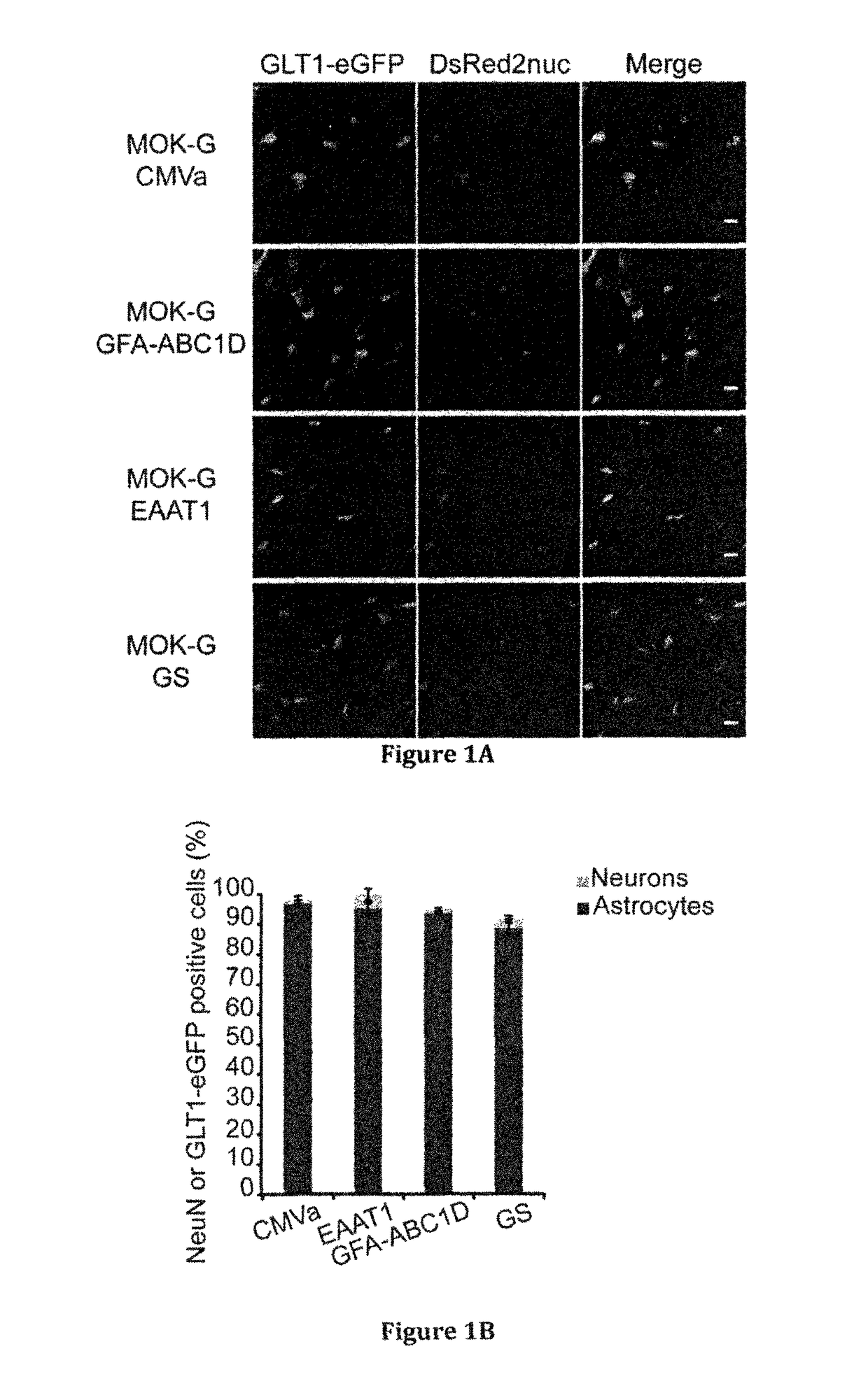 Vector for the selective silencing of a gene in astrocytes