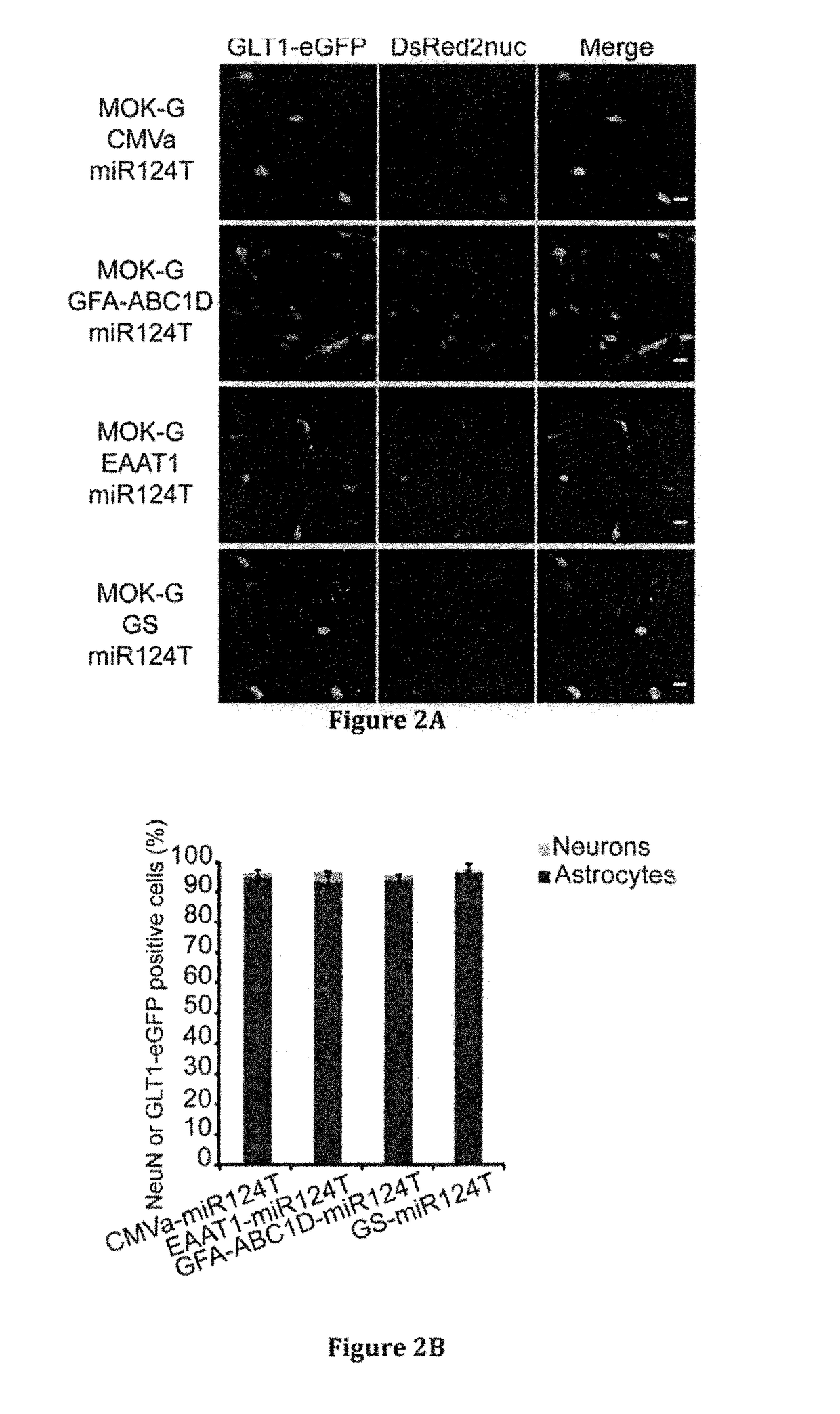 Vector for the selective silencing of a gene in astrocytes