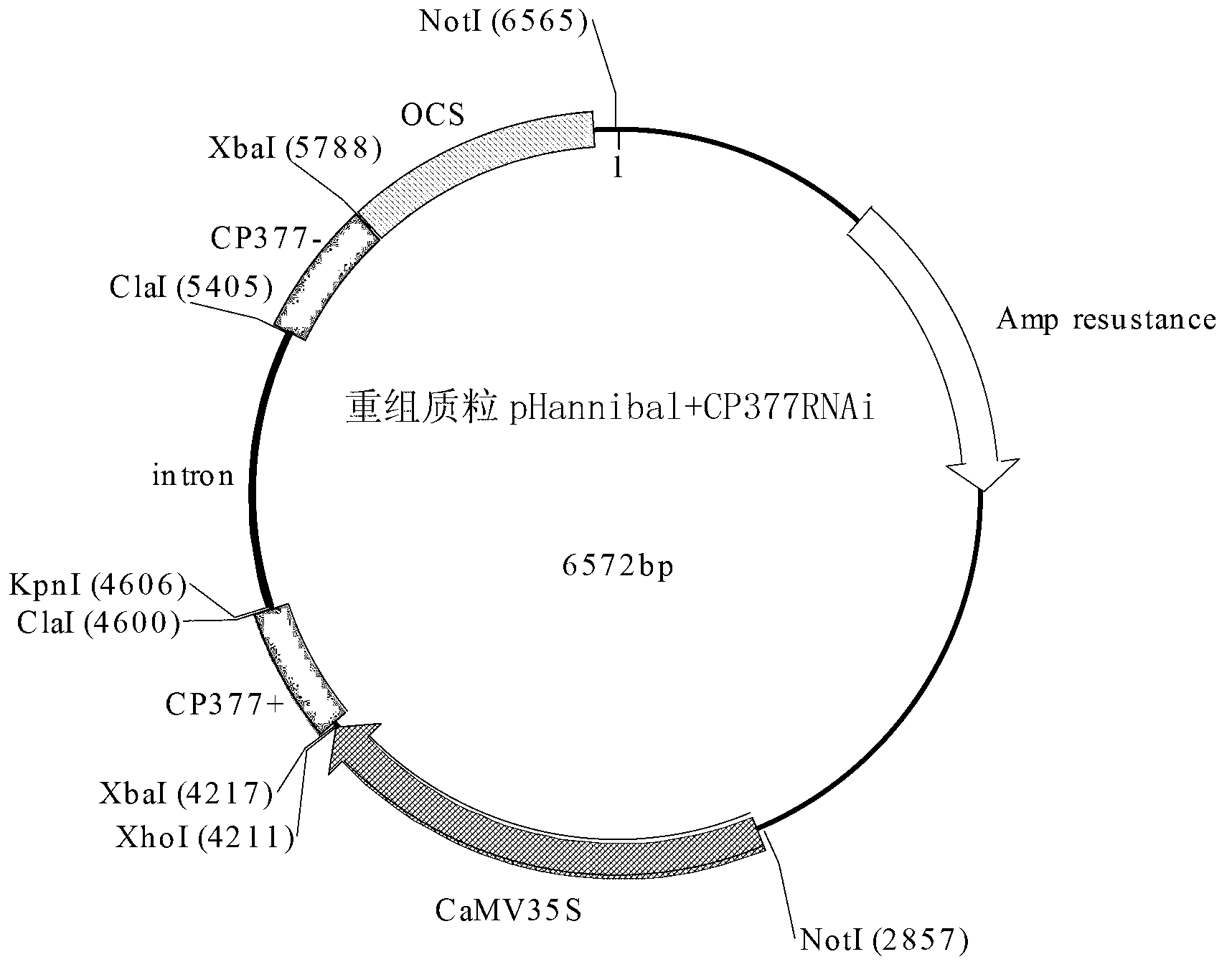 Application of TuMV-CP gene fragment-mediated RNAi carrier in cultivation of anti-TuMV transgenic plant