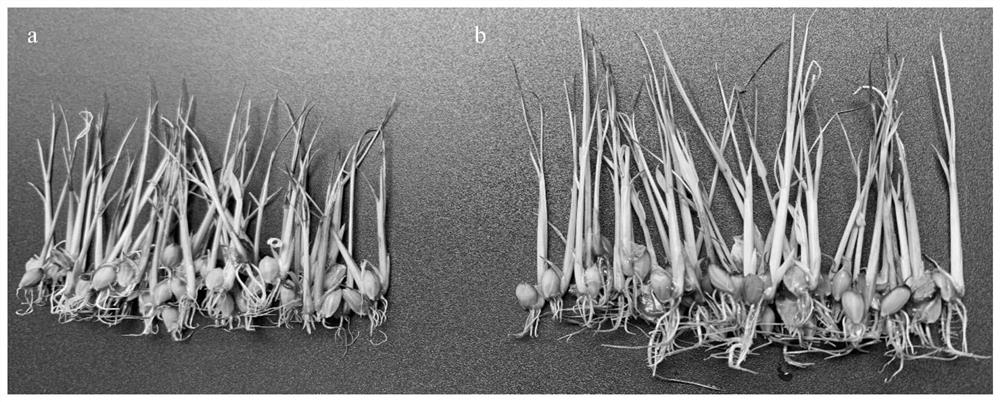 Method for inducing rice to improve salt tolerance