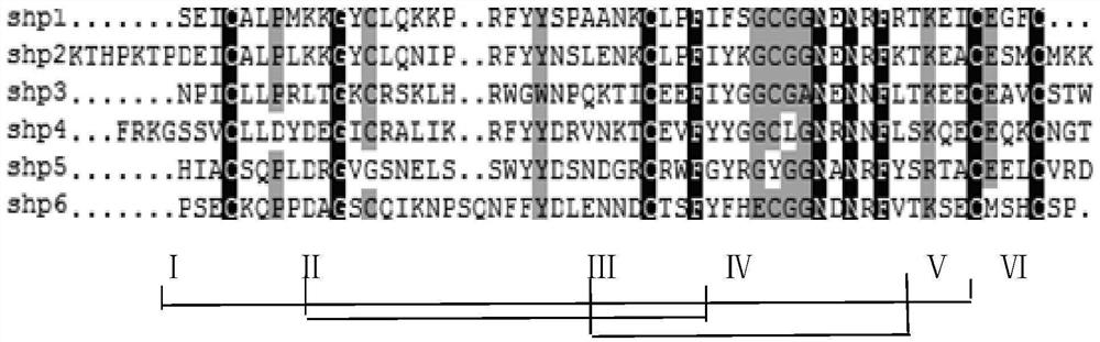 Anticoagulant polypeptide and application thereof