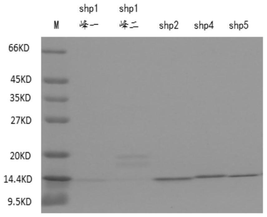 Anticoagulant polypeptide and application thereof