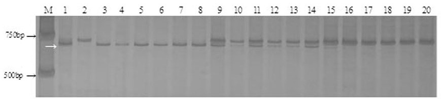 Transintron Molecular Marker of Wheat Powdery Mildew Resistance Gene mlxbd and Its Application