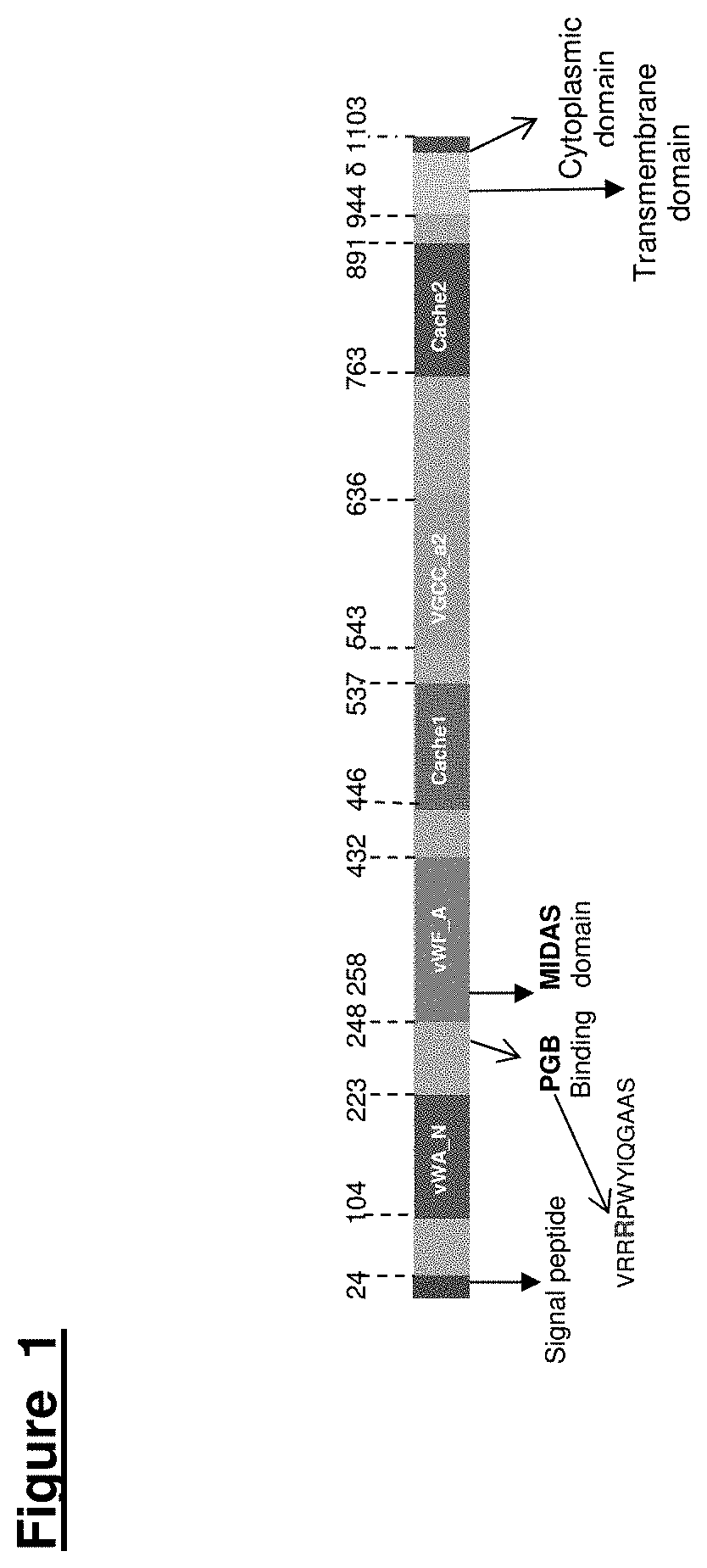 Voltage-Gated Calcium Channel Auxilliary Subunit Alpha 2 Delta and Uses Thereof