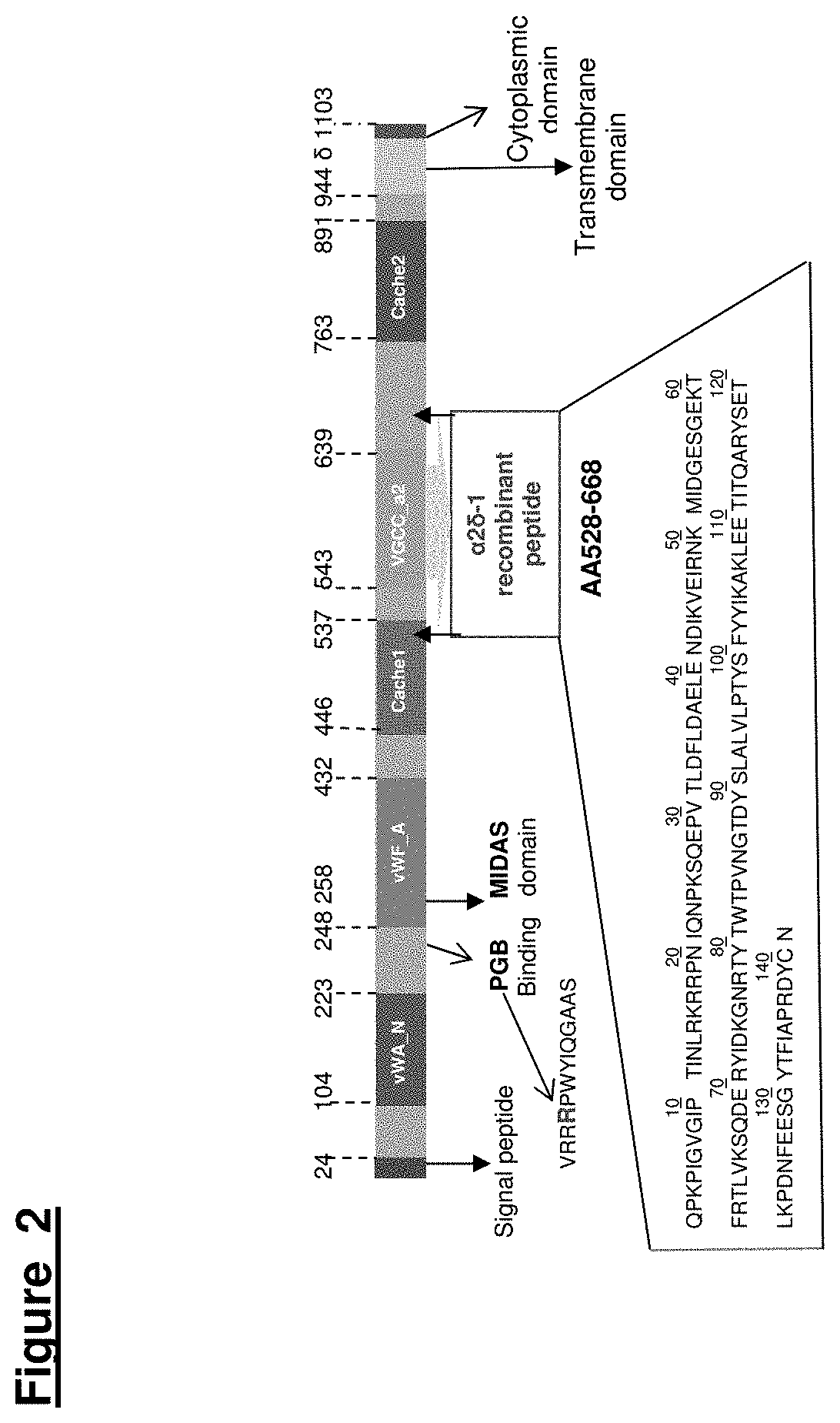 Voltage-Gated Calcium Channel Auxilliary Subunit Alpha 2 Delta and Uses Thereof