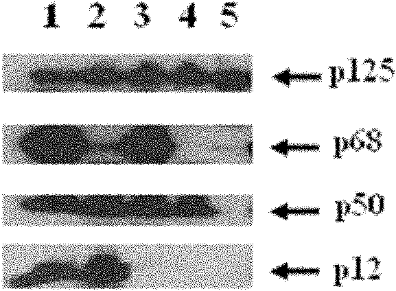 Method for preparing human DNA polymerase delta by using bombyx mori bioreactor