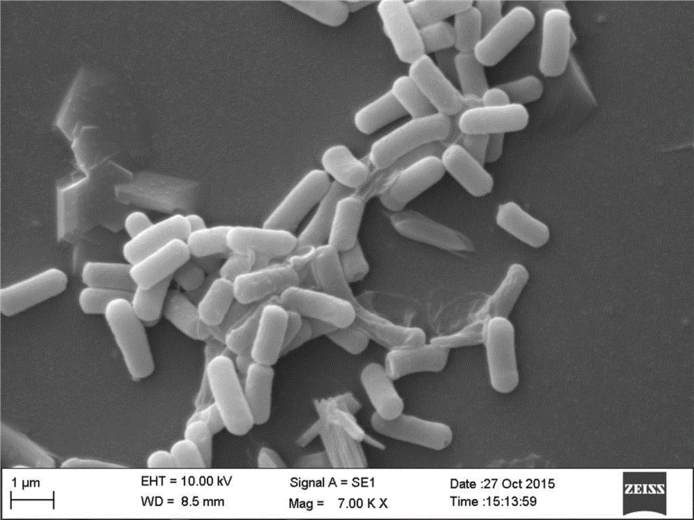 Bacillus vallismortis and application thereof