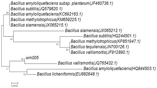 Bacillus vallismortis and application thereof