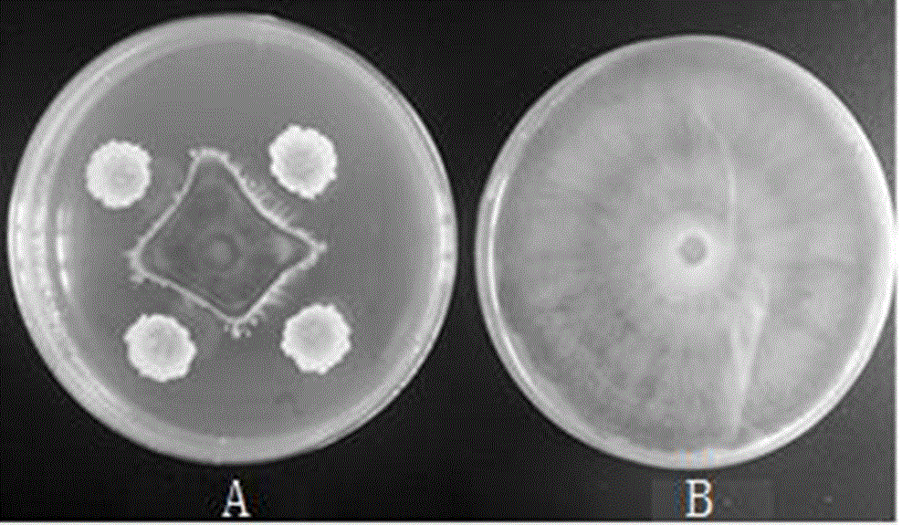 Bacillus vallismortis and application thereof