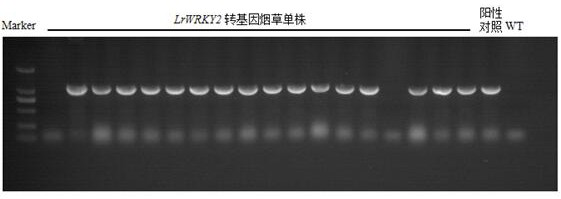 A Minjiang Lily wrky transcription factor gene lrwrky2 and its application