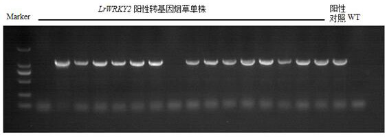 A Minjiang Lily wrky transcription factor gene lrwrky2 and its application