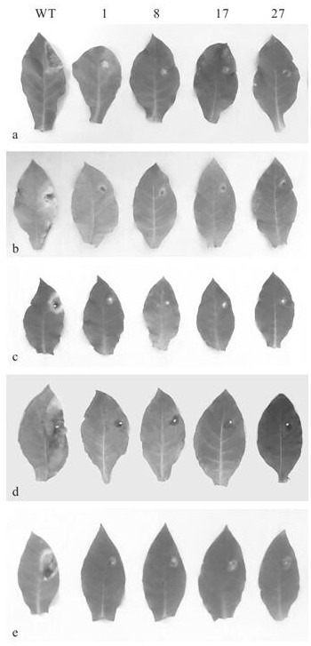 A Minjiang Lily wrky transcription factor gene lrwrky2 and its application