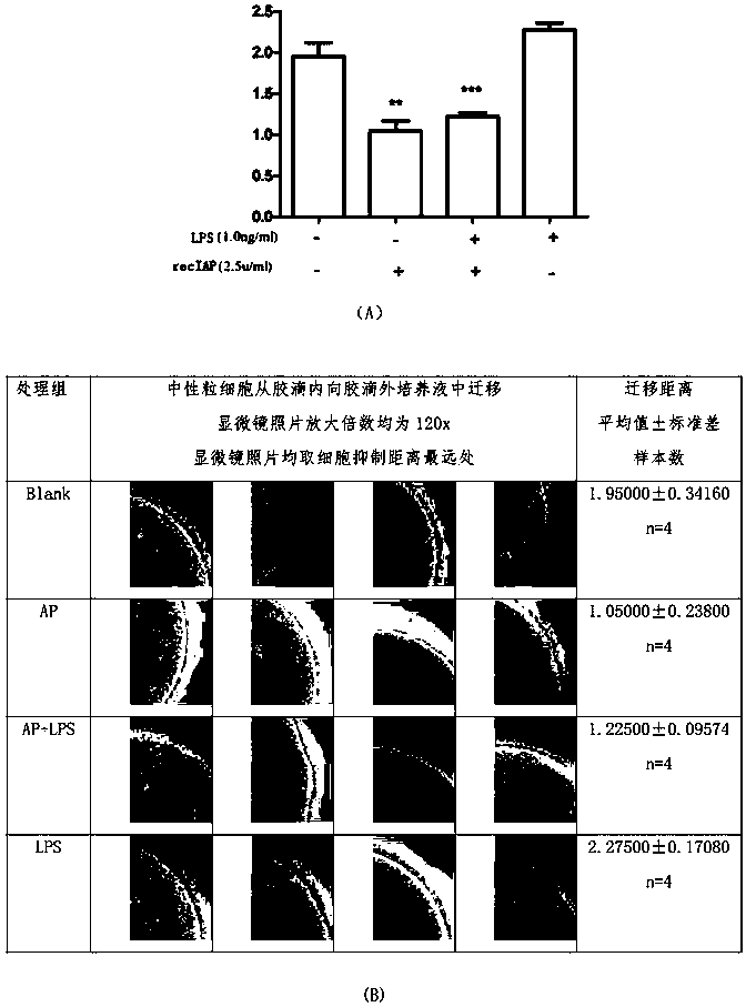 Novel application of intestinal alkaline phosphatase and product activity quality control method of preparation of intestinal alkaline phosphatase
