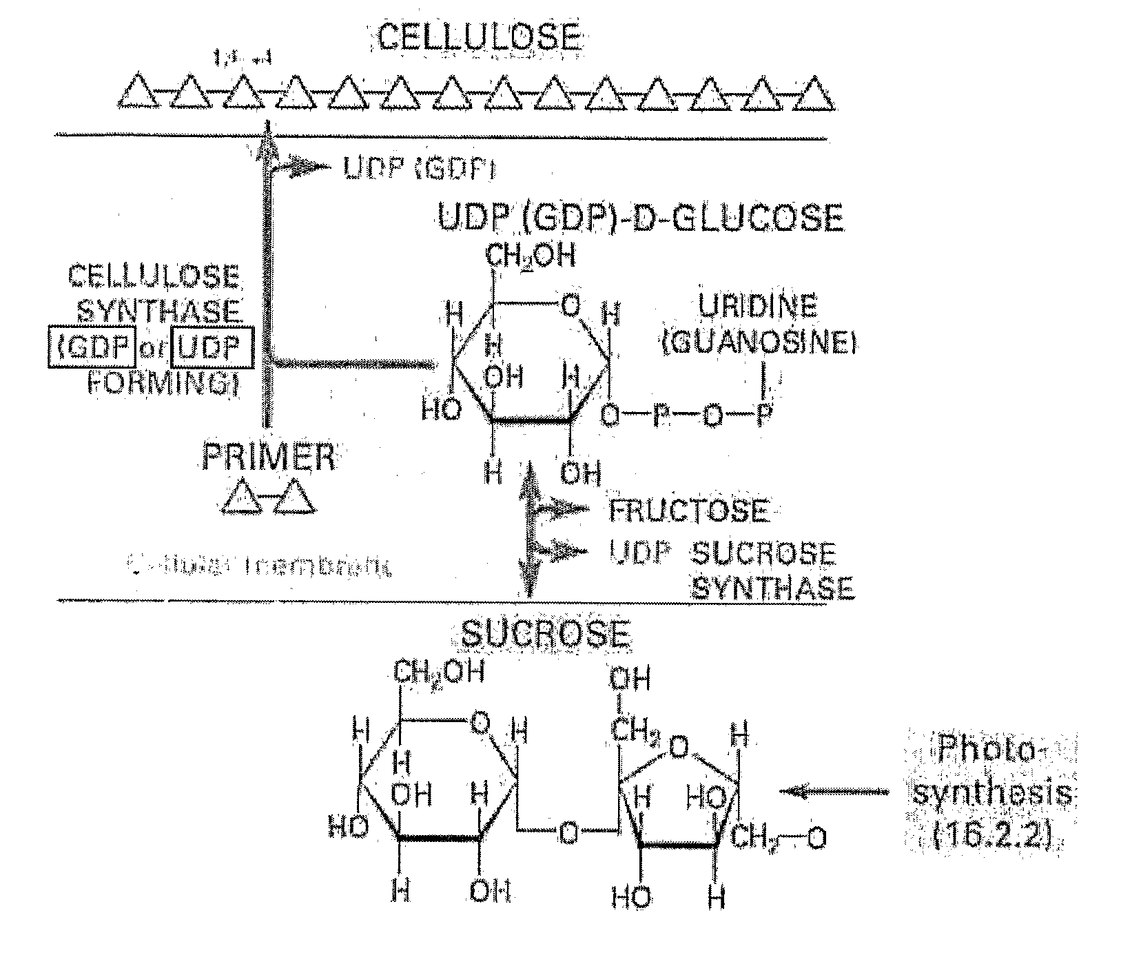 Polynucleotides, DNA constructs and methods for the alteration of plant cellulose content
