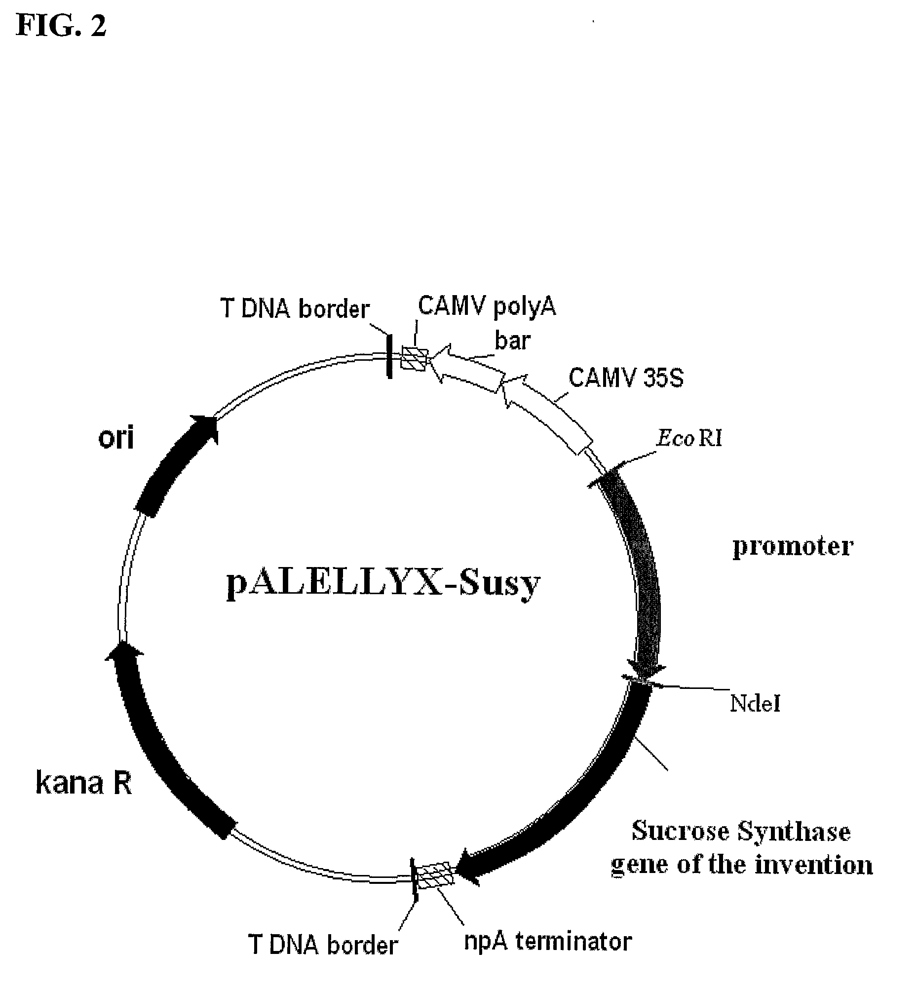 Polynucleotides, DNA constructs and methods for the alteration of plant cellulose content