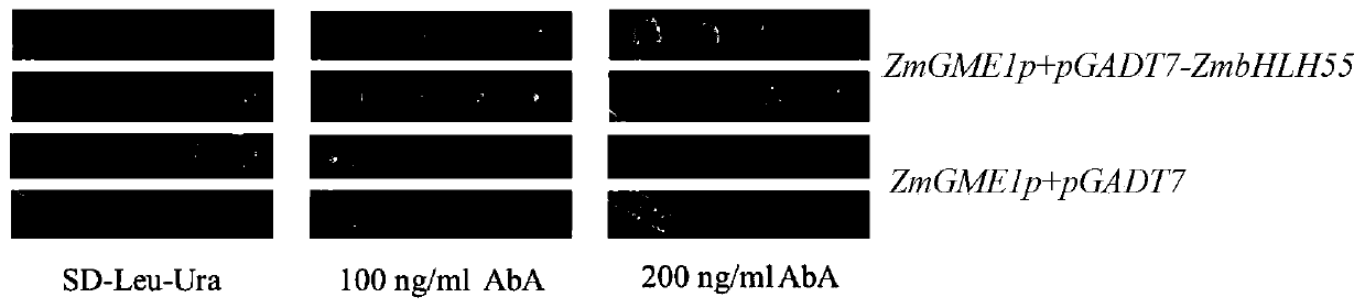 Zea mays ZmbHLH55 transcription factor and application thereof