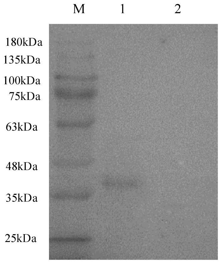 A Knockout Mutant Strain of Streptococcus suis type 4 galr gene sh1510δgalr
