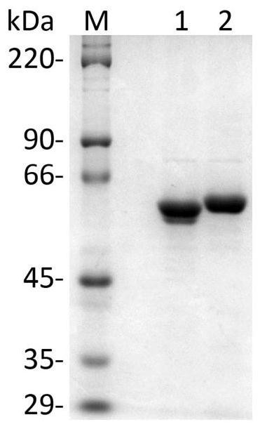 A method for enzymatically synthesizing kaempferol