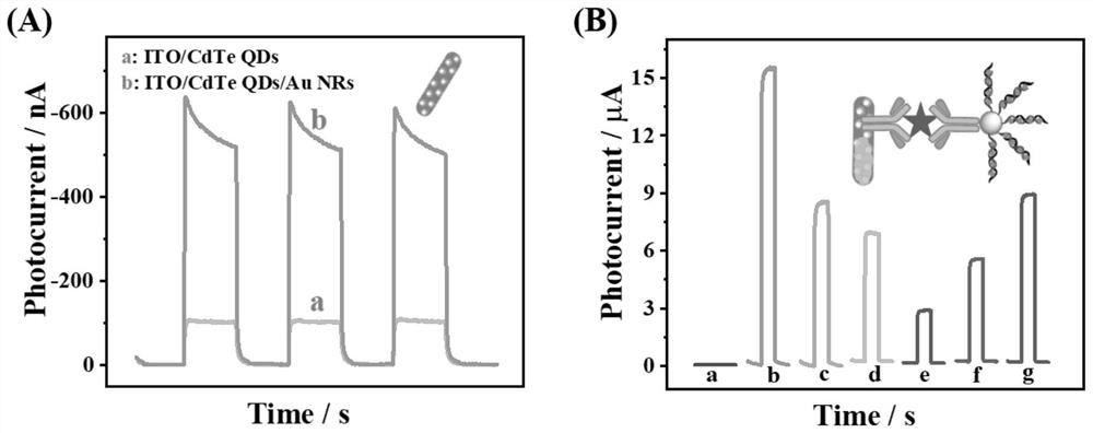 Preparation method of photoelectrochemical sensor for detecting in-situ ratio of Cry1Ab protein in transgenic crop