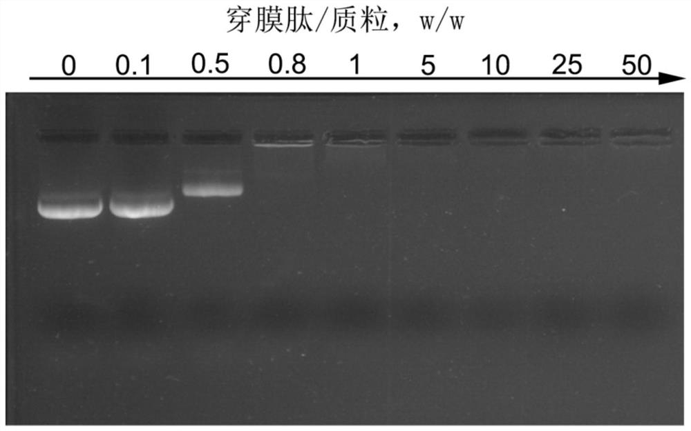 A kind of sodium alginate/penetrating peptide/plasmid ternary nanocomposite vaccine and its preparation and application