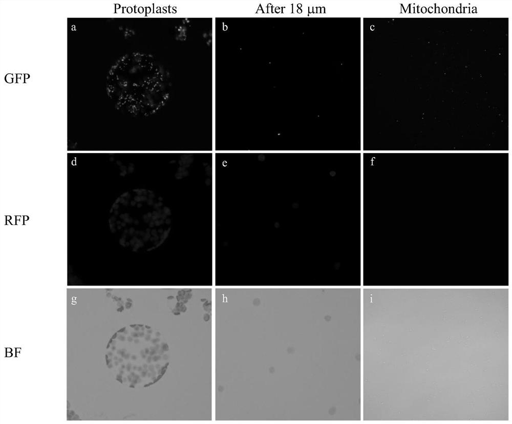 Method for efficiently enriching plant mitochondria through protoplast