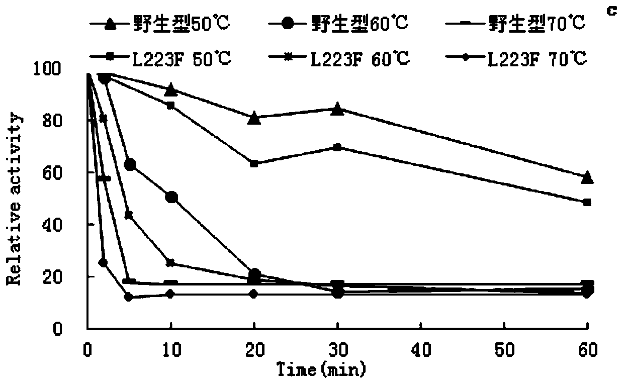 Preparation method and application of amylase mutant with high specific activity and strong ability to degrade raw starch