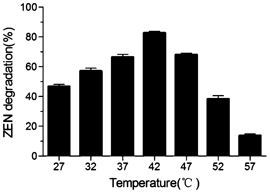 Dye decolorizing peroxidase BsDyP and application of dye decolorizing peroxidase BsDyP in mycotoxin detoxification