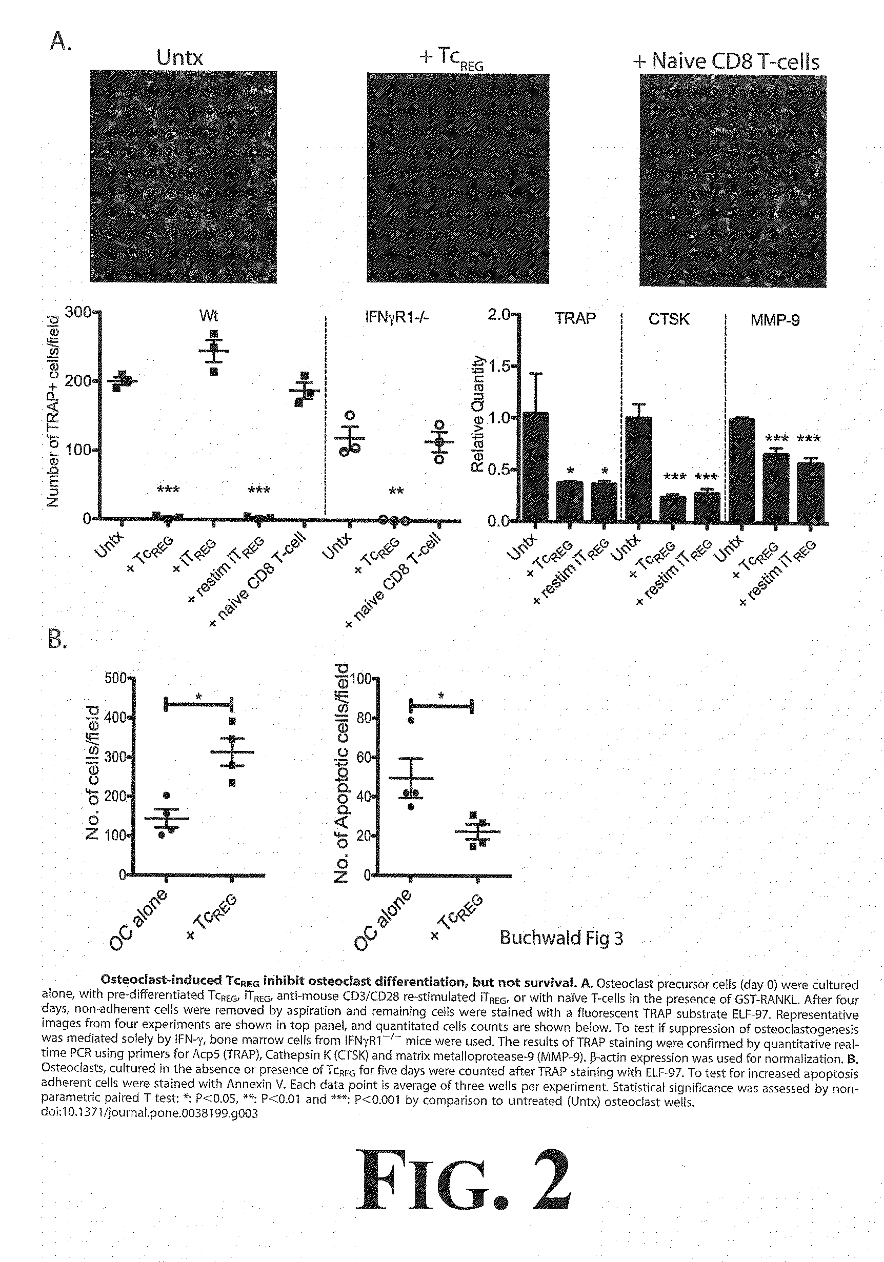 Suppression of bone loss by introducing FoxP3+ CD8 T-cells (Tc<sub>REG</sub>)