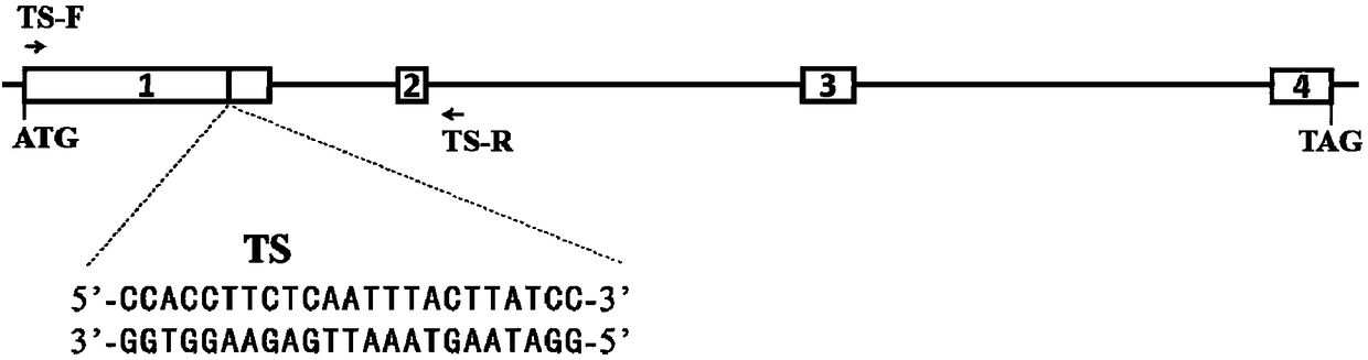 Method for changing feeding habits of bombyx mori and application of method