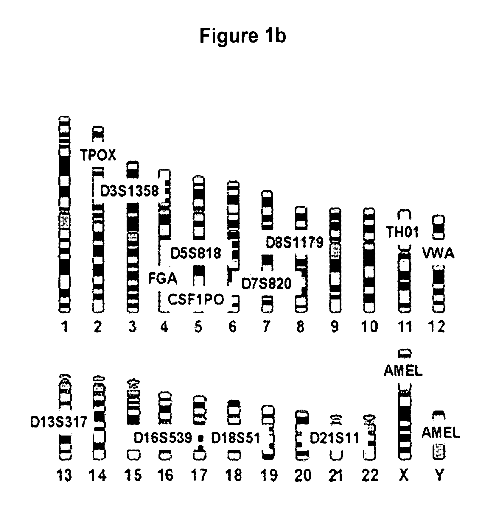 Methods for rapid forensic DNA analysis