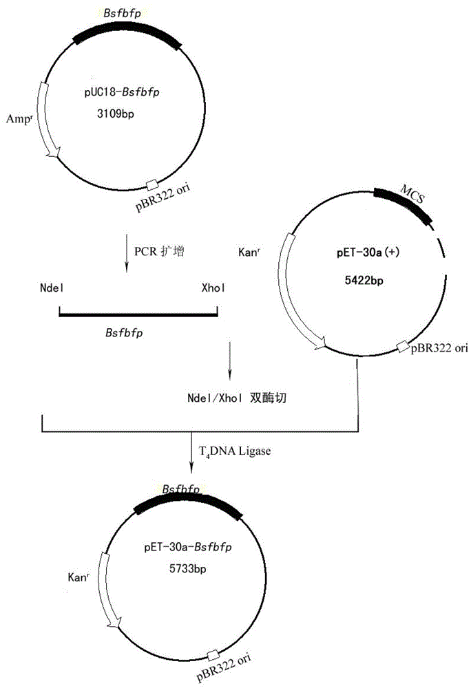 Flavin mononucleotide based fluorescence protein having modified performances