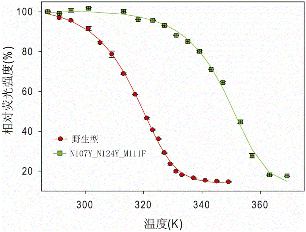 Flavin mononucleotide based fluorescence protein having modified performances