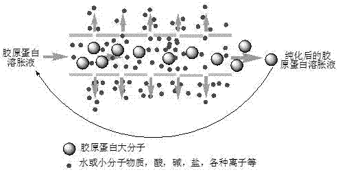 Method for purifying type I collagen
