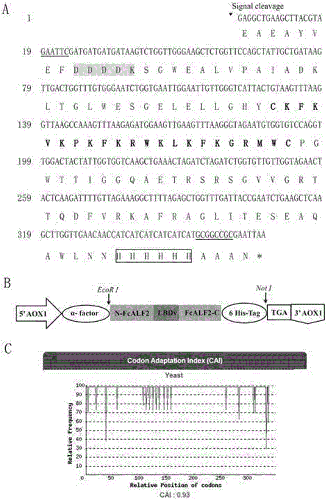 Recombinant expression and application of reconstructed fenneropenaeus chinensiss antifungal protein gene ALFm