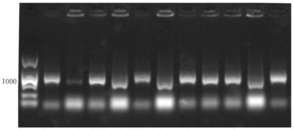 Recombinant expression and application of reconstructed fenneropenaeus chinensiss antifungal protein gene ALFm