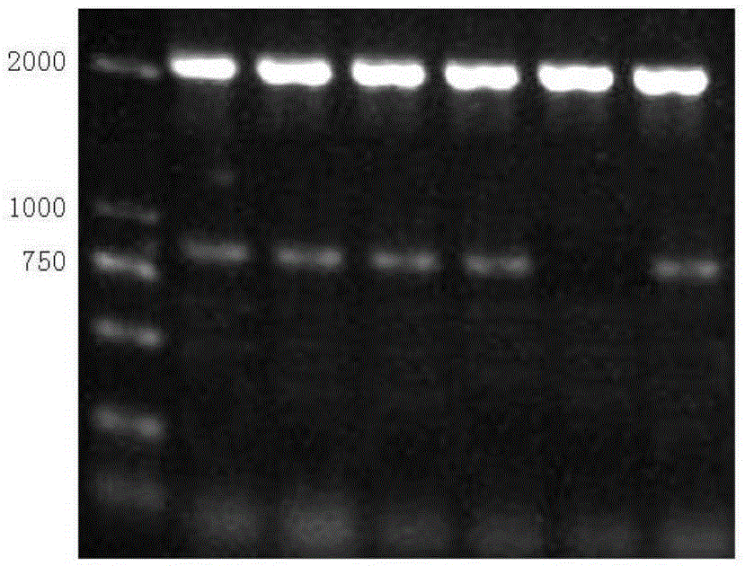 Recombinant expression and application of reconstructed fenneropenaeus chinensiss antifungal protein gene ALFm