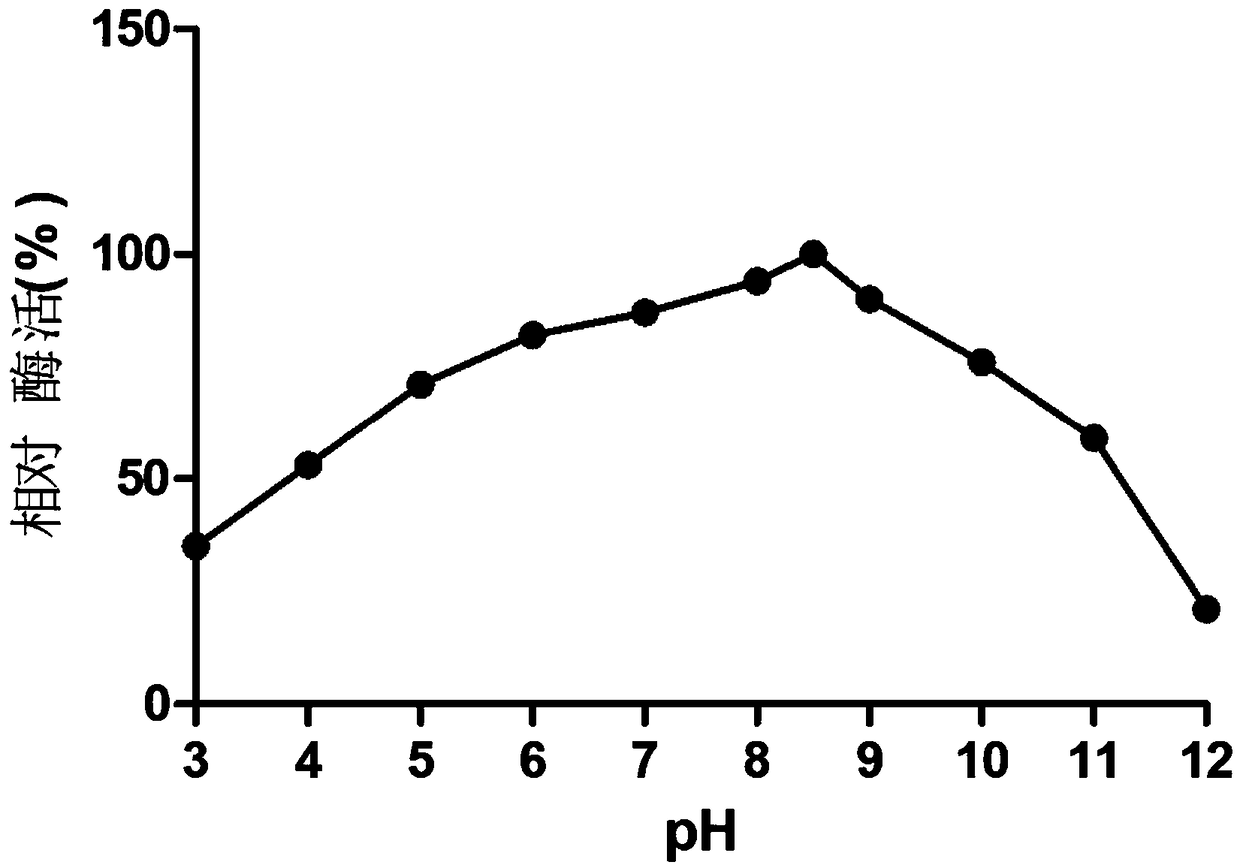 Novel xylanase