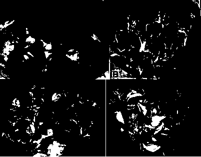 Medium and culture method for producing adventitious buds from detached leaves of apple cold-resistant dwarf rootstock